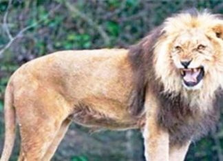 lion-save-girl