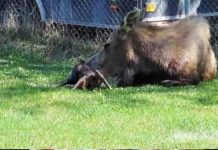 mama-moose-twins