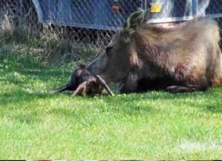 mama-moose-twins