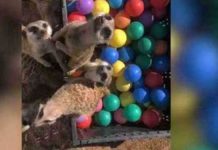 meerkats-playing