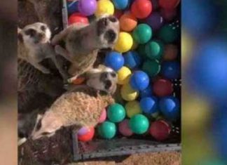 meerkats-playing