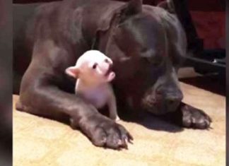 pitbull-babysits-pup