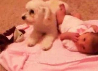 protective-dog
