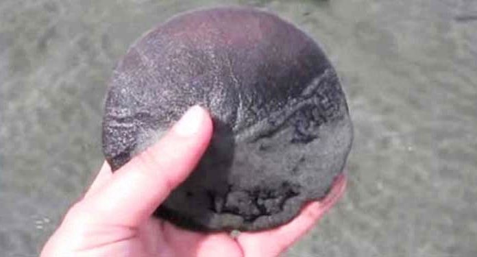 sand-dollar-ocean.