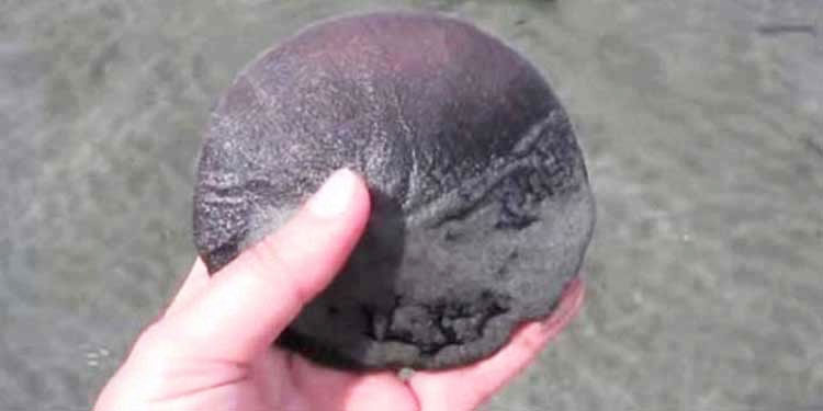 sand-dollar-ocean.