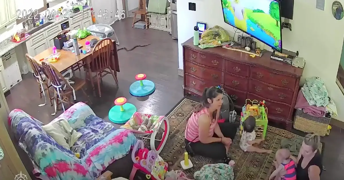 snake in the house