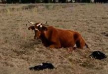 texas-quad-calves