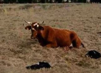 texas-quad-calves