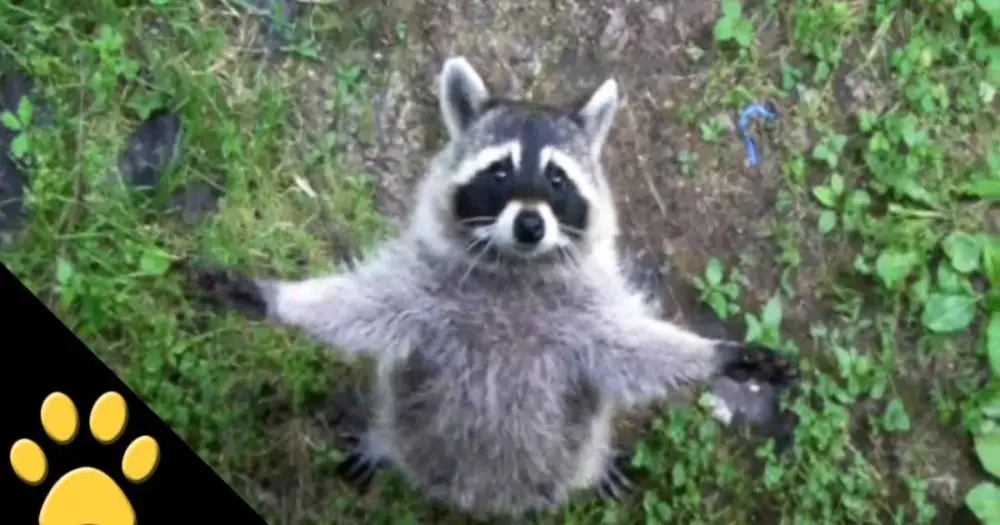 this-raccoon-was-being-a-pest