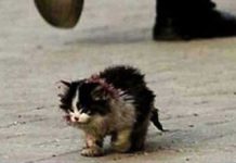 ugly-cat-img