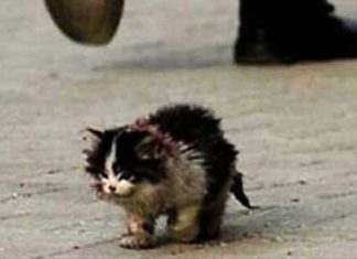 ugly-cat-img