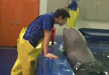 whale falls in love with keeper