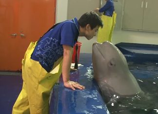 whale falls in love with keeper