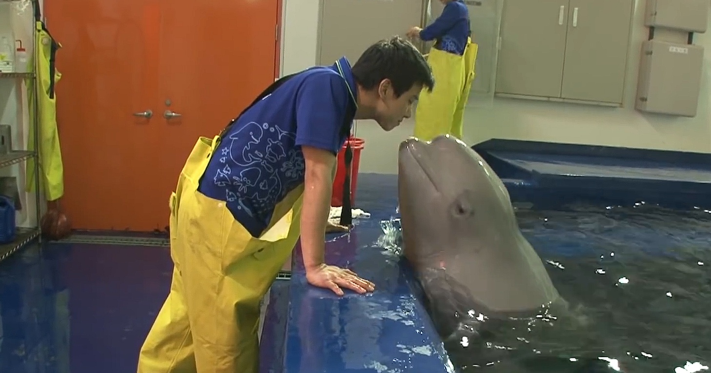 whale falls in love with keeper