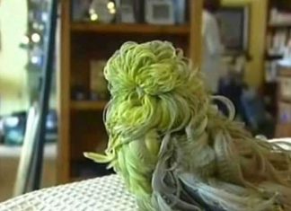 whipper-the-parakeet