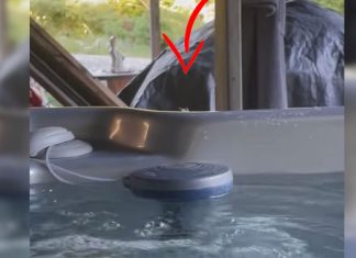 woman-in-hot-tub-spied-on-by-tree-frog