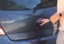 Beagle Surprise