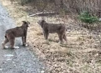 Two-Lynx-in-Ontario-Have-Intense-Conversation
