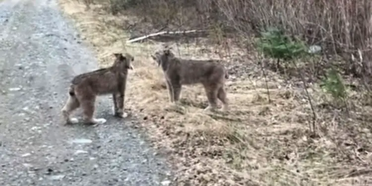 Two-Lynx-in-Ontario-Have-Intense-Conversation