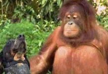 android-animals