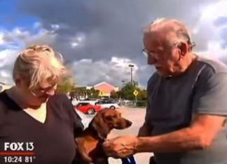 couples-broke-dogs