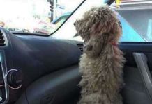 dolly-hfp-carin-taxi
