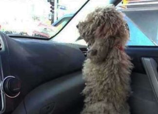 dolly-hfp-carin-taxi