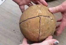 fossil-sandstone