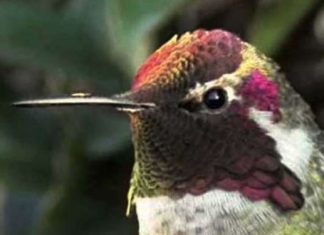 hummingbird-and-colors