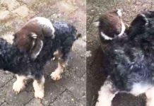koala-mistakes-dog-for-mom2