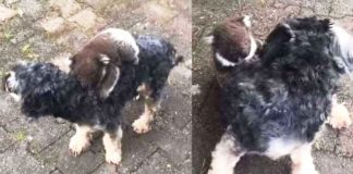 koala-mistakes-dog-for-mom2