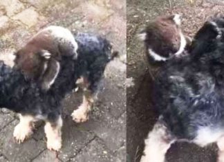 koala-mistakes-dog-for-mom2