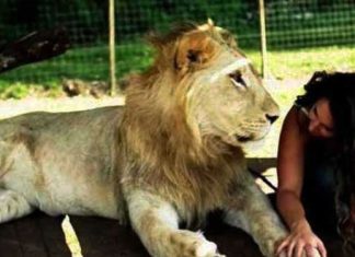 lions-and-or-lazmi