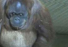 orangutan-birth