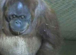 orangutan-birth