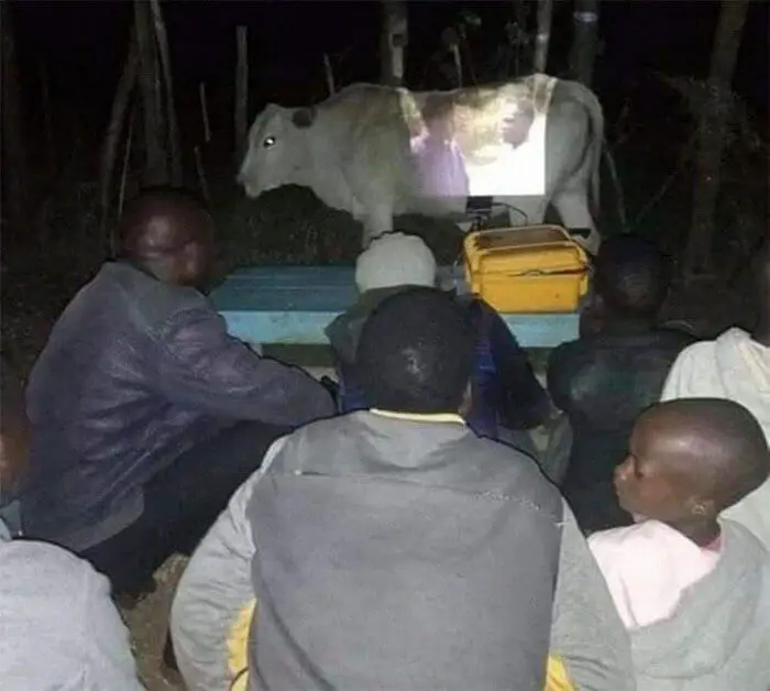 cow projection