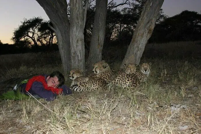 sleeping near cheettah
