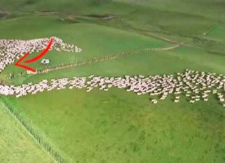 sheep-aerial-shoot