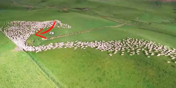 sheep-aerial-shoot