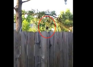 trampoline-animal