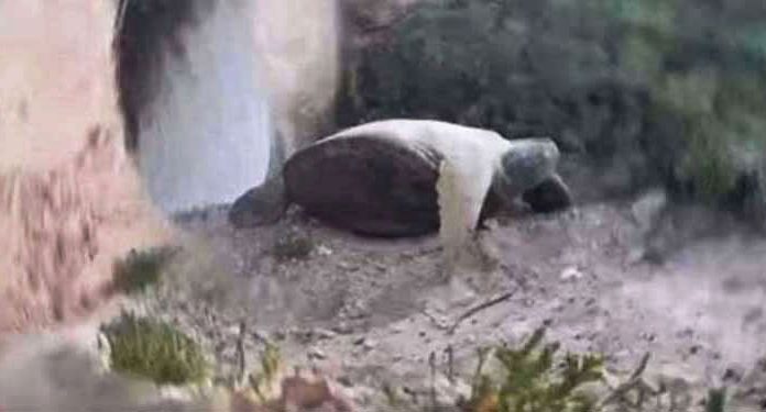 turtle-rescue