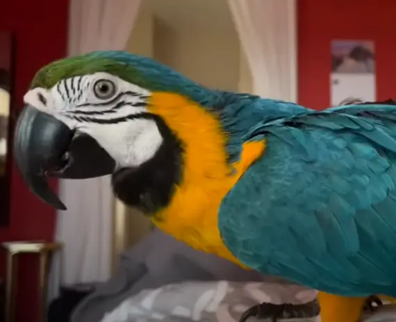 Rescue Parrot