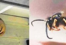 wasp-detterent