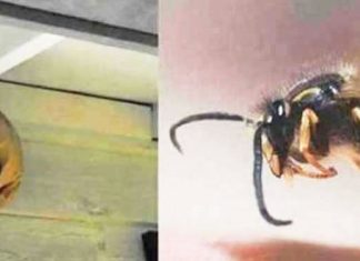 wasp-detterent