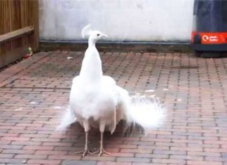 white-peacock-on-porch