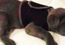 willow-rescue